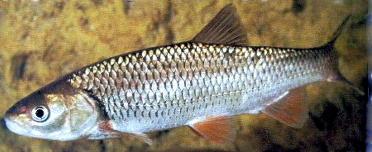 Squalius carolitertii_03.jpg